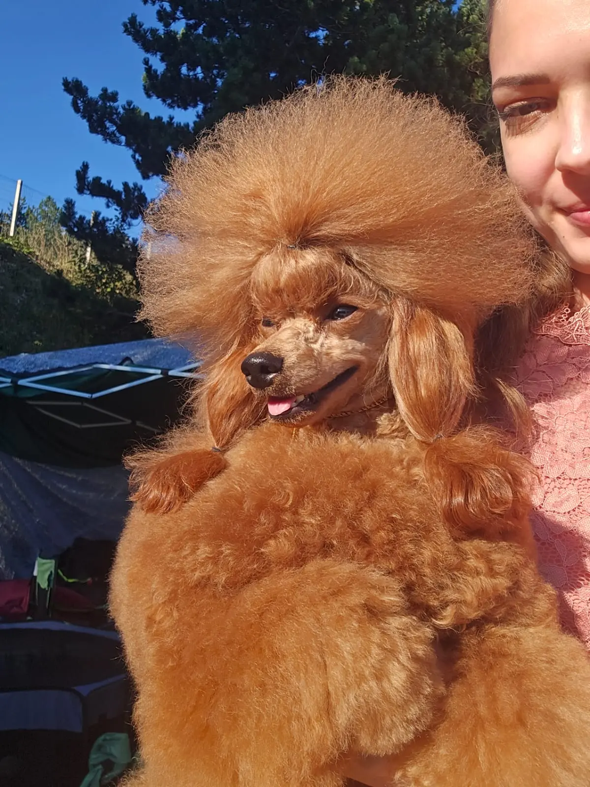 Cria y selección de cachorros de Raza en Estepona