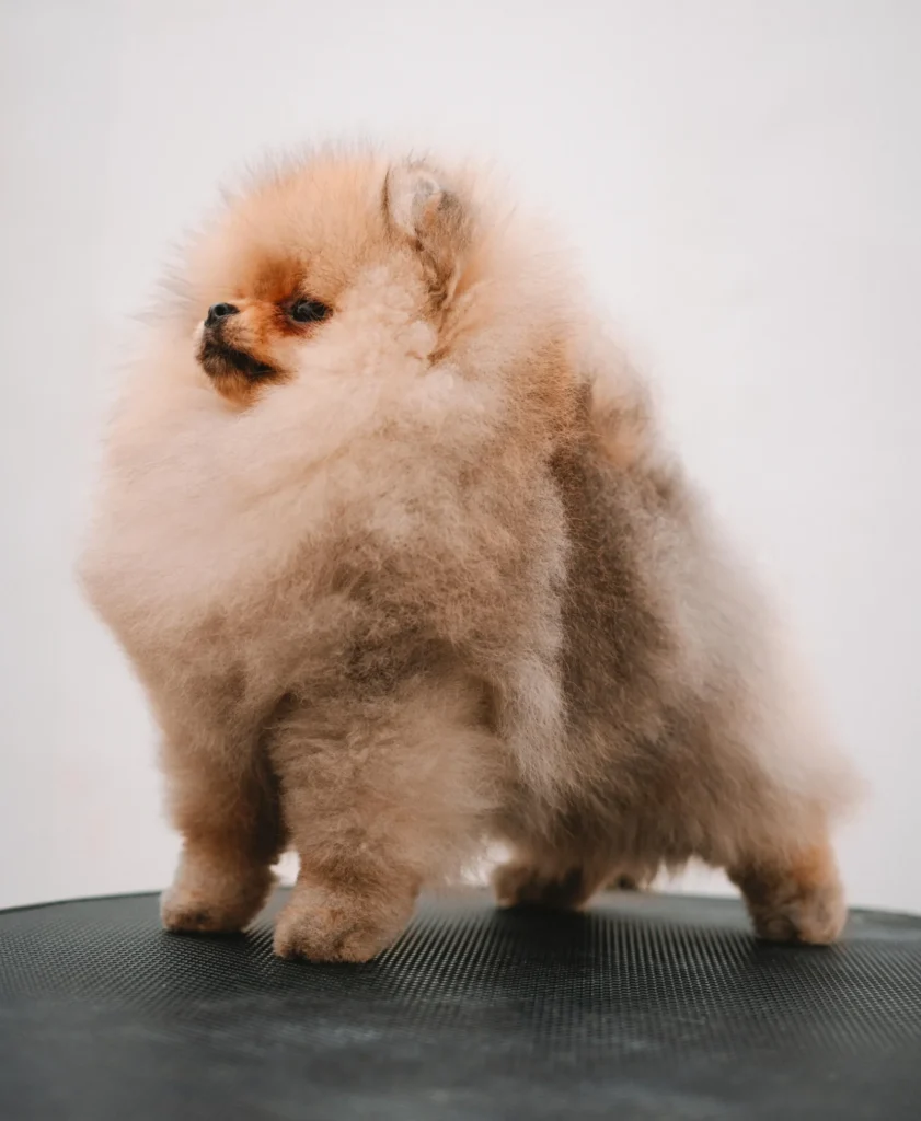 toy dog en competición