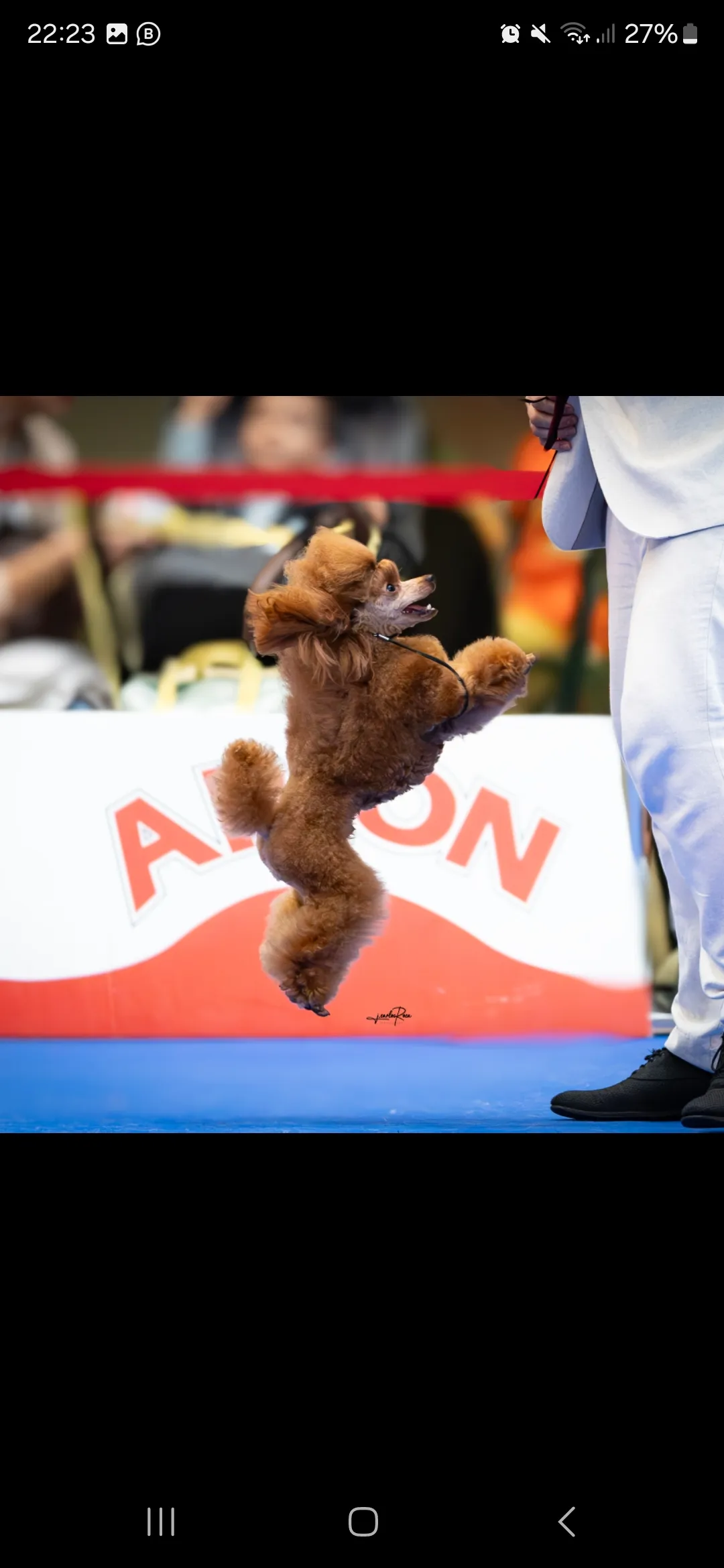 Perro toy en competición