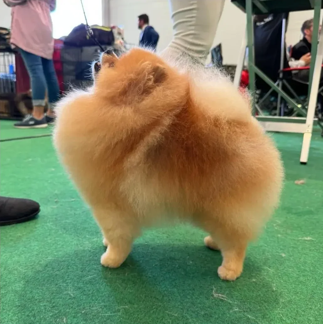 macho pomerania Robyn