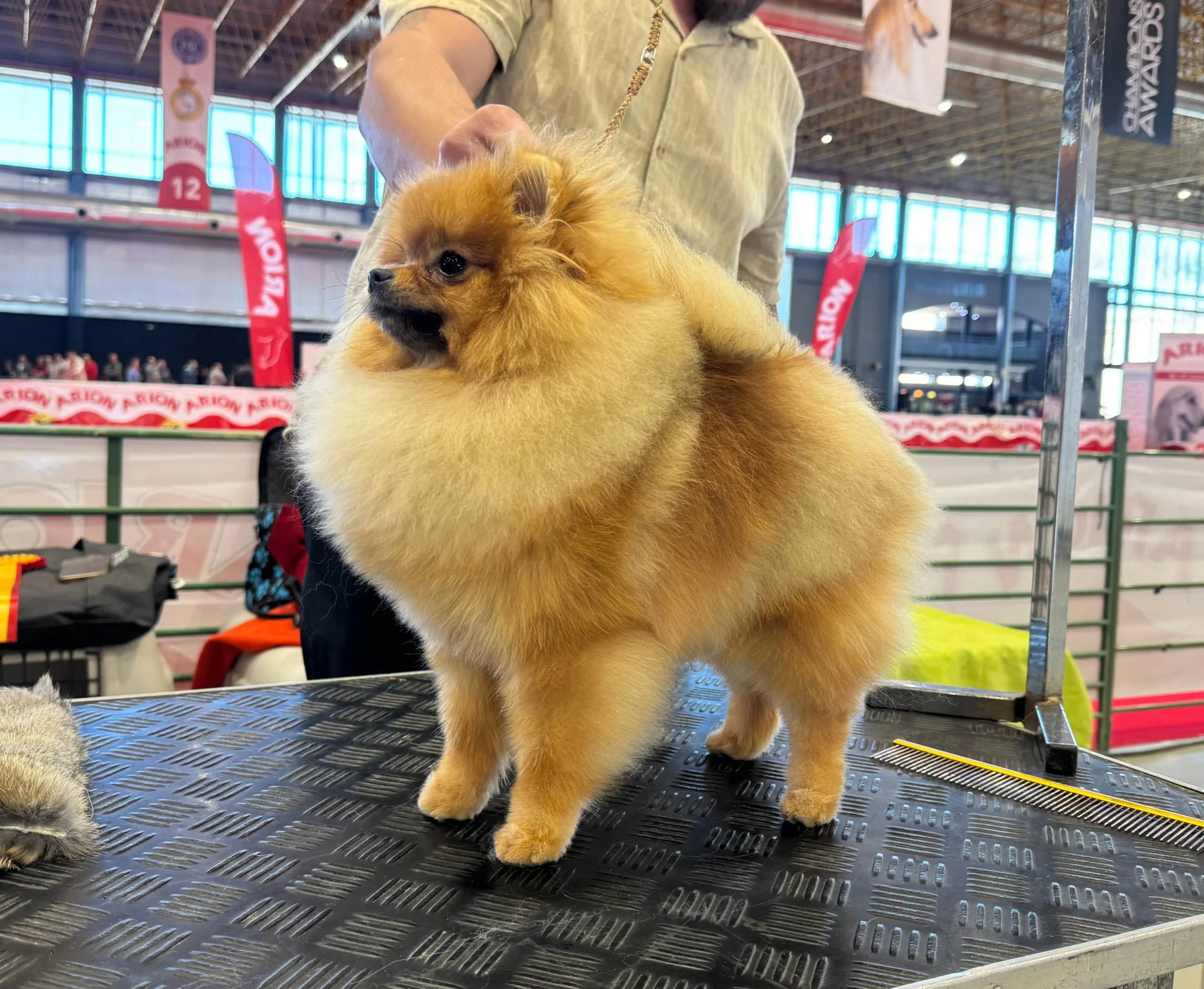 hembra pomerania Jolene