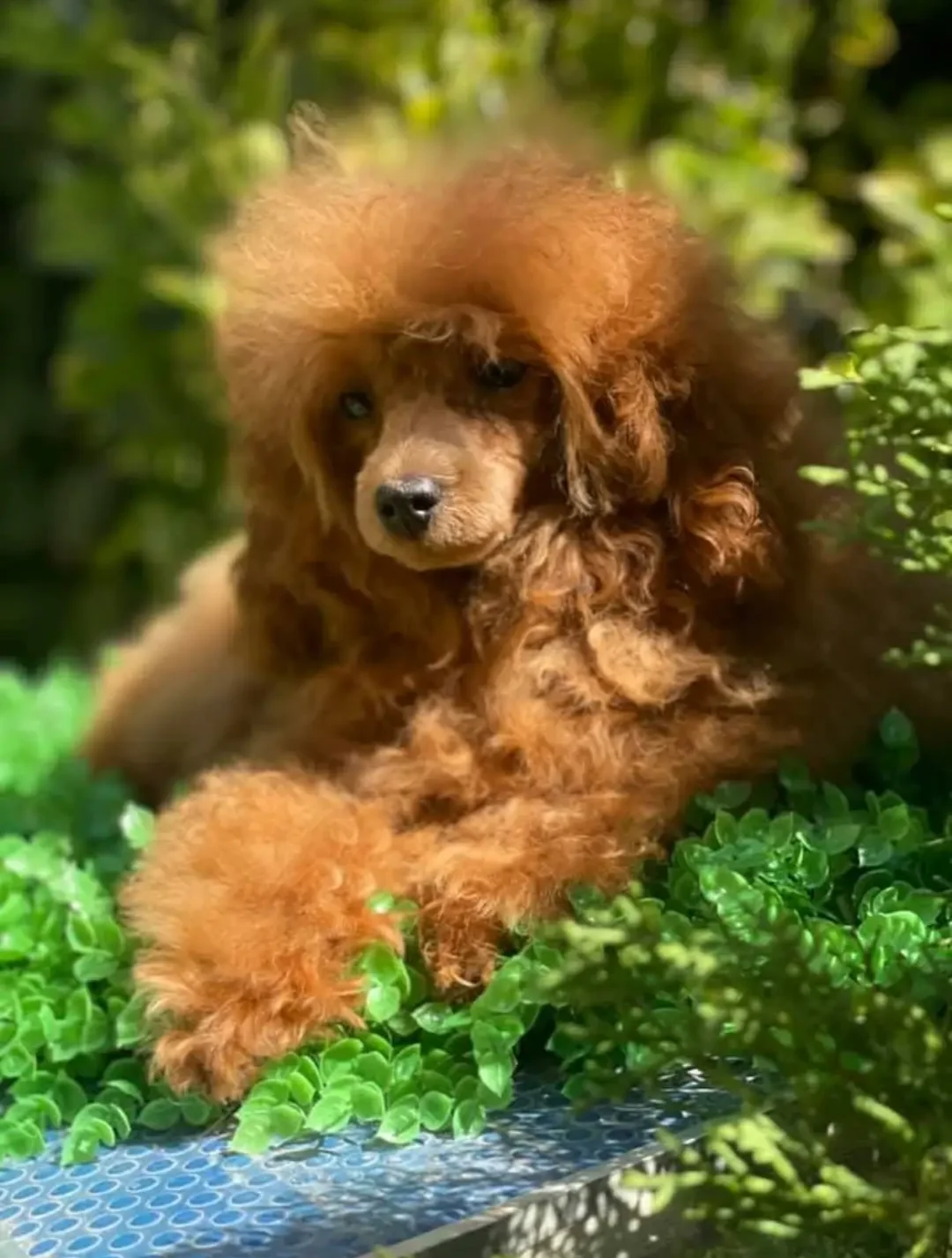 caniche toy hembra en Málaga