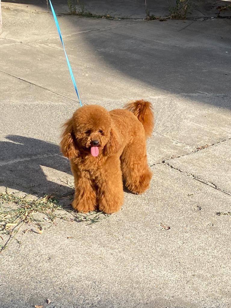 caniche toy hembra en Málaga